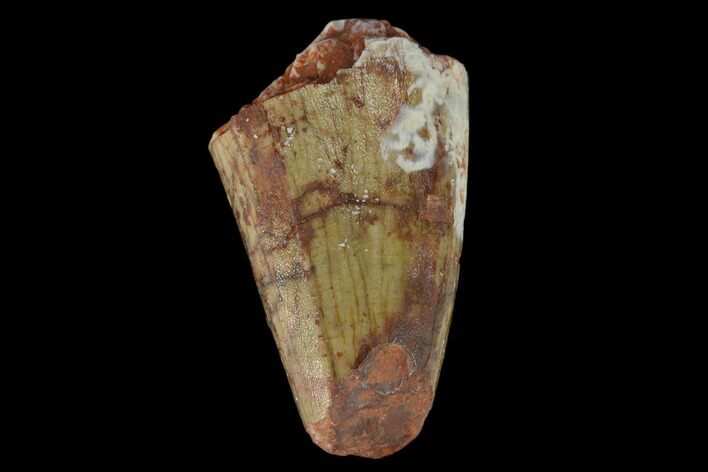 Fossil Phytosaur Tooth - New Mexico #133361